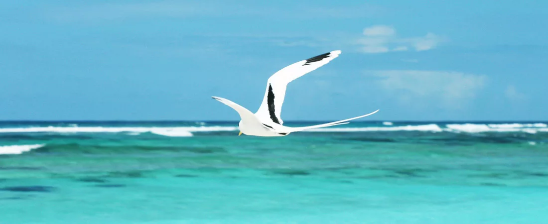 Ile de Denis Island - 8 jours