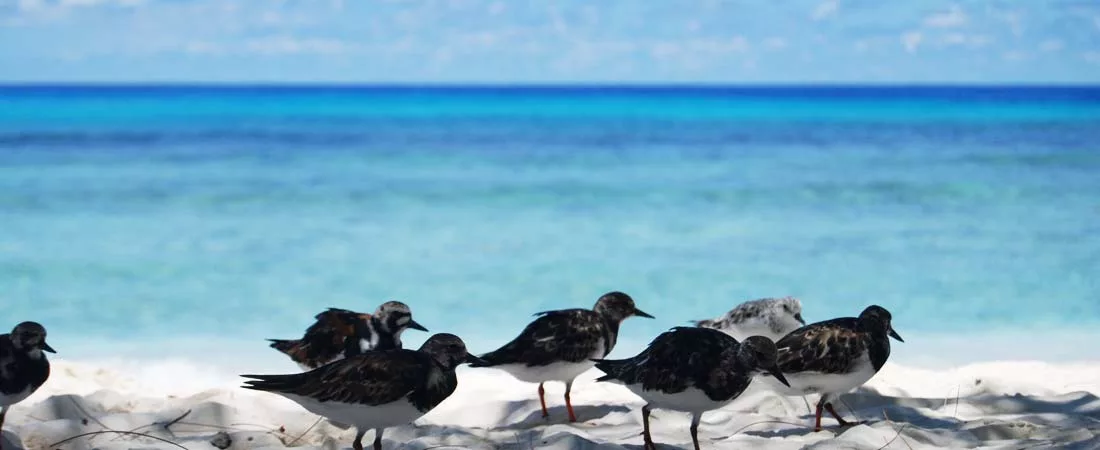 Ile de Bird Island - 8 jours